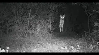 Young coyote playing like a puppy: Chasing, leaping, and tossing a stick