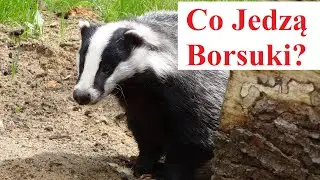 Co Jedzą Borsuki