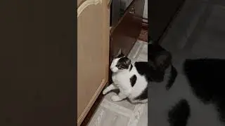 вечно голодный)) #веселыекоты #cat #видосыоткота #животные #dogshorts #прикольныекоты