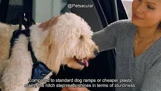 PetSafe PupSTEP HitchStep Review: Are These Folding Dog Stairs Worth It for Your SUV or Truck?