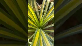 Dracaena angustifolia Pandanus sanderi) Care | Indoor Ornamental Plant Guide #viral #plants #shorts