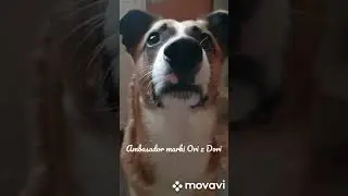 Muffi Puffi zostal ambasadorem