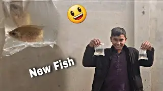 New Fish's lay bhut achi ha | Golden Fish Aquarium | How to make Aquarium