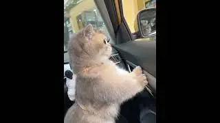 Adorable Cat Enjoying a Car Ride 🐱🚗 Fluffy Joy 🐾 | Cute Animal Videos #animalshorts #cutecat