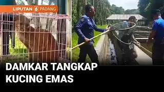 Kucing Emas Berkeliaran di Balai Benih Ikan Dievakuasi Petugas Damkar | Liputan 6 Padang
