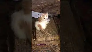 Kitten going to town on scratching pad