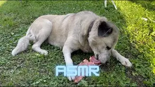 Animal ASMR | ASMR Dog Eating | ASMR DOG EATING BEEF BONES AND PORK SKIN #asmr #dog #4k #kessyfenya