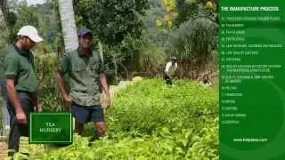 Manufacturing Pure Ceylon Tea - Halpewatte Tea Factory