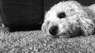 WHAT DOGS ACTUALLY THINK WHEN YOU LEAVE