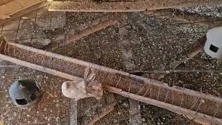 Achiziții Porumbei Râșnov, Porumbei Gat Golaș, și Porumbei Curcani (Voltati)‼️🐦🐦🐦🕊🕊🕊