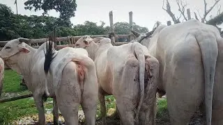 অন্ধ্রপ্রদেশের গরু পশ্চিমবঙ্গের হাটে | ANDHRA COW BULL VIDEO | SOUTH 24 PARGANA DAKSHIN BARASTA 2024