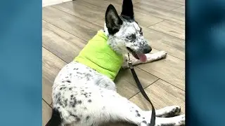 Conroe city council members push for charges against animal care company after puppy loses leg