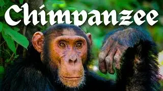 Chimpanzee Sounds in the Wild 🐒 | Real Chimp Calls, Screams & Communication