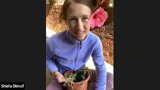 Growing Brahmi in a temperate climate from bare root starts