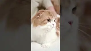 Celebrating Feline Independence: The Unique Companionship of Cats