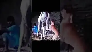 Dog get one kick from cow and horse 🤣 #shorts #funny #dog #animals