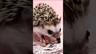 Hedgehog Walking on Crinkly Blanket ASMR  #animalshorts #curiousanimals #familyfriendly #asmr