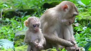 AMANDA SICK EYE -AMANDA AND THOR-Daily MonKey Oparu