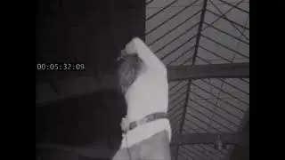 RARE Footage of IMMIGRANT SONG !!! #ledzeppelin #live #rare #brunoduprat #robertplant #immigrant