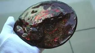 Ammolite Placenticeras Intercalare