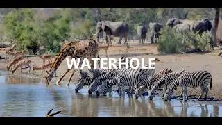 Waterhole - Etosha Park - Namibia