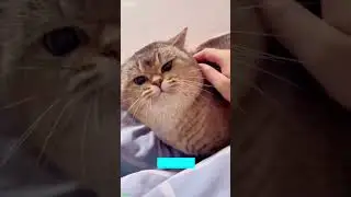 Cat Lover ❤️ Cats Being Cats ❤️ # #8712