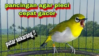 Suara Burung Pleci Bustomi Gacor Ngalas Nembak Ngotot #12: Bikin Gacor Lawan
