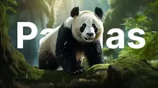 The Enthralling World of Pandas: A Fascinating Insight into Their Lives