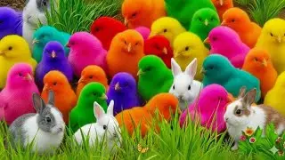 Sweet Baby Chicks and Colorful Rainbow Chickens 🐔🌈 | Relaxing Animal Video Part 11
