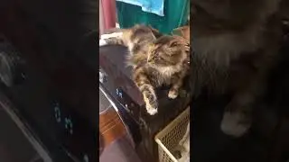 #юмор #cat #озвучка #мейнкун #котофейка #котики #видосыоткота #веселыекоты