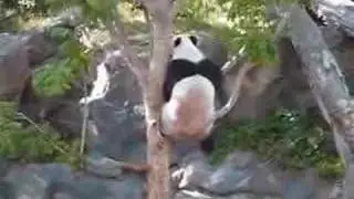 Panda Flip!