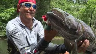 Como pescar trairões utilizando a isca artificial popper - Dica Yamaha com Johnny Hoffmann