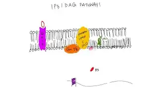 IP3/DAG pathway (GPCR signaling)