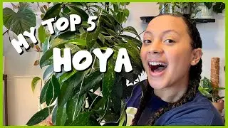 My Top 5 HOYA | Lots of new growth! 🌱