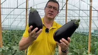 Paradisul din spatele Casei Bilinciuc - Bondarii și-au făcut treaba! Dacă ratați este vina Voastră!!