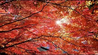 モミジ鮮やか信州若穂の清水寺・4K