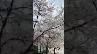 Bunga Sakura Putih Salju #beautiful #sweden #viral #vlog #europe #love #stockholm #visitsweden
