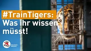 Tigerrettung: Interview mit Dr. Amir Khalil | VIER PFOTEN
