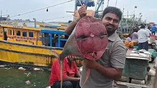 Best Tuna cutting skill#tunafish