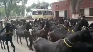 Nachi Goats Pure Breed Pakistan | dancing Goats pure