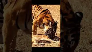 Tiger Runs at Full Speed and Hunts Deer | Wild Nature Scene #Tiger #Deer #Wildlife #JungleLife