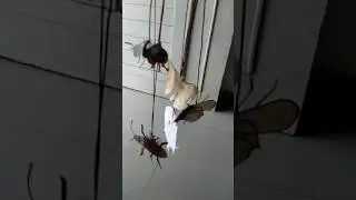 School project about insects