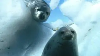 seals under ice loop