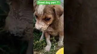 please help streat dog 🐶🐕🐕#views #pets #viral #shorts
