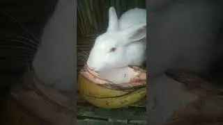Bunny eat coconut #rabbit#petlover#whiterabbit #owner #kindness #socutevideo #shortsvideo#animals