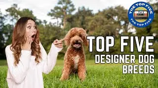 The Top 5 Designer Dog Breeds [4K]