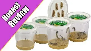 Honest Review Of Insect Lore Deluxe Butterfly Garden- Buy or NOT?