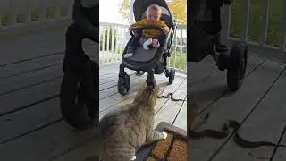 Snake in the Stroller