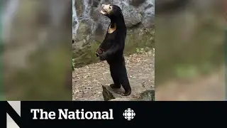 This sun bear might move like a human &mdash; but it is, in fact, a bear