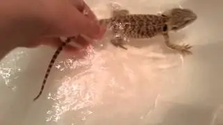 How to PROPERLY Give your Bearded Dragon a Bath